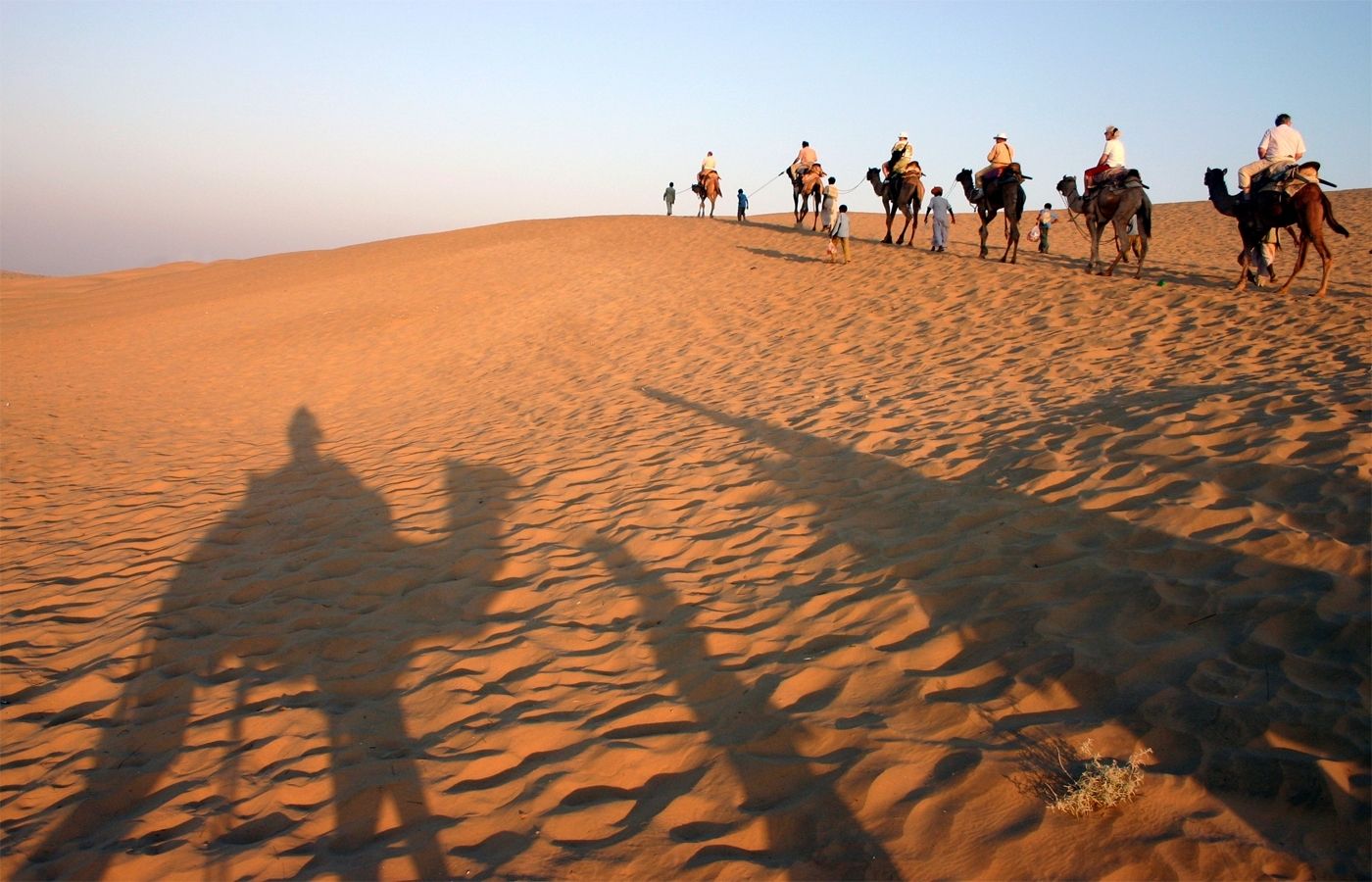Camel Safari